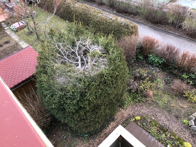 12.2. Der Baum muss weg