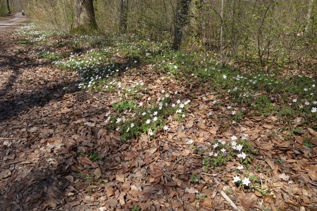 8.4. Einkaufen in Tennental (RT7)