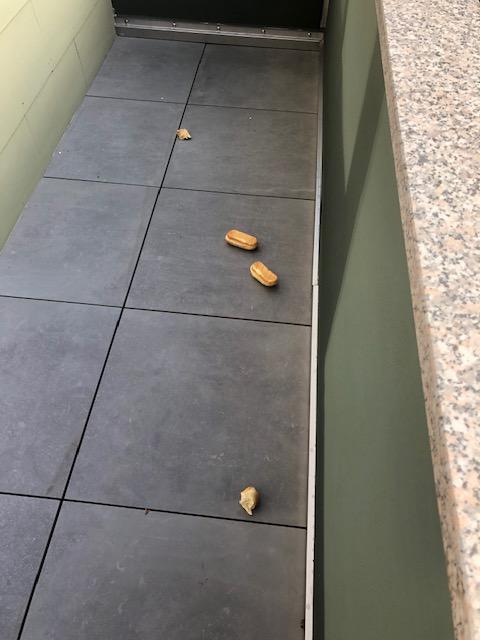 25.7. Besuch von ein paar Idioten