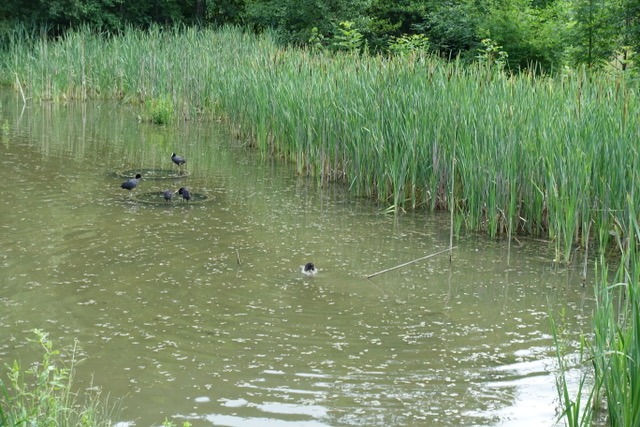 26.6. RT39 Hohenzollern