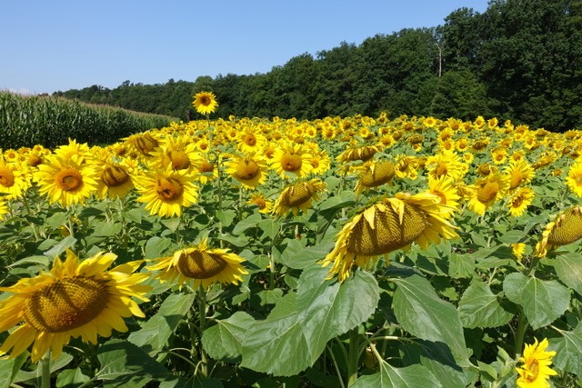 9.8. RT50 Die Jubiläumstour