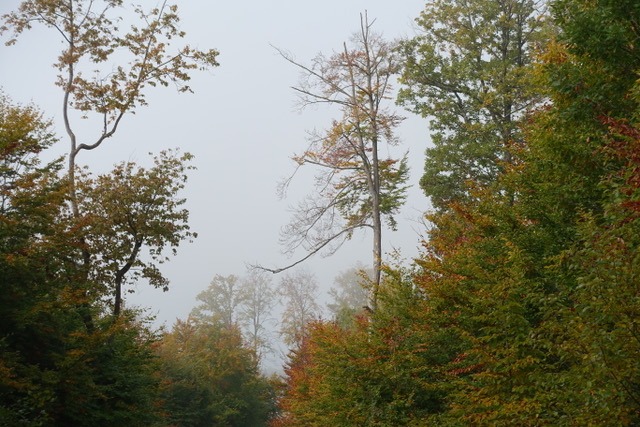 17.10. RT75 Hohen Entringen