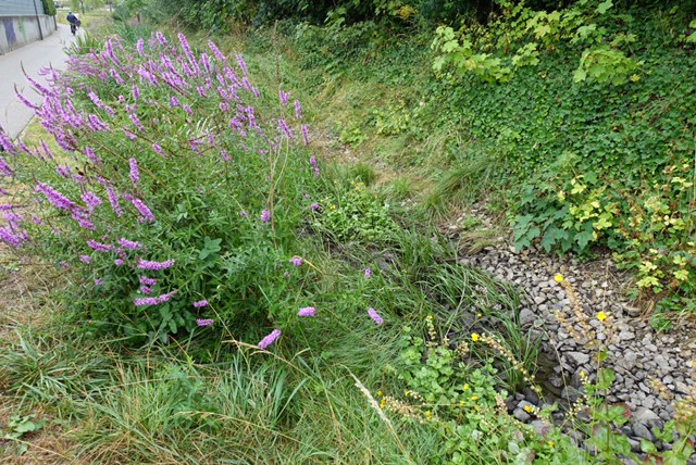 29.7. RT60: Laucherttal – Mössingen