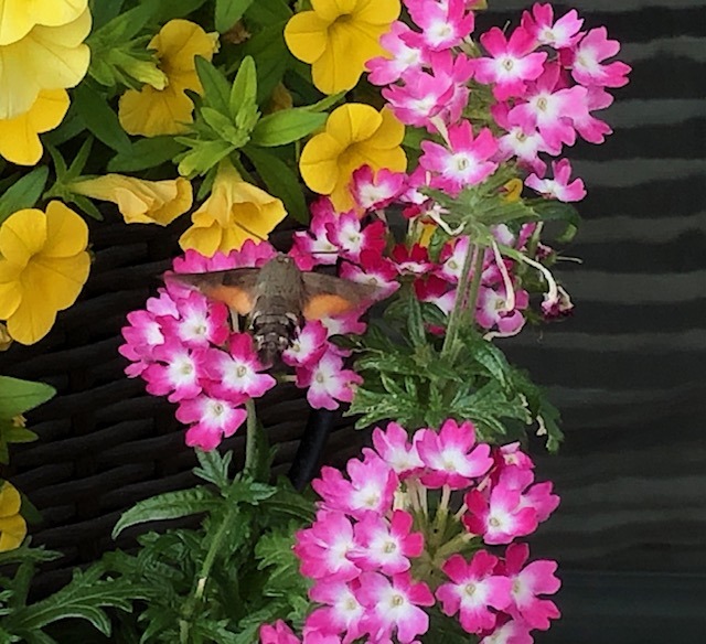 2.7. immer noch Corona