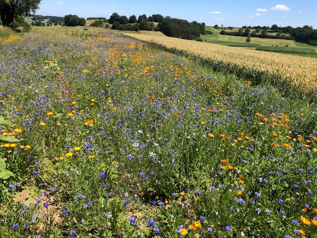 8.7. RT42 Schönbuchturm