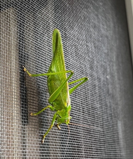 18.08: Unerwarteter Besuch