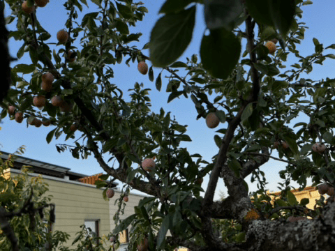 22.08: Mirabellenernte