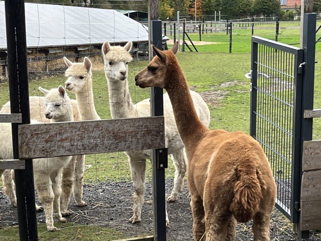 04.11. Bellenberg: Besuch der Alpakas
