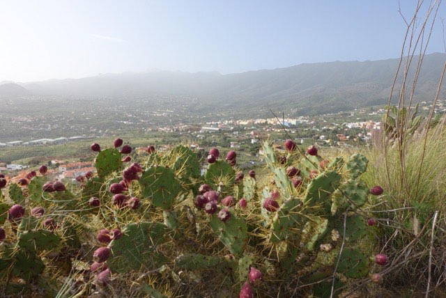 25.01. MS1: La Palma – Radtour Teil 2 (RT02)
