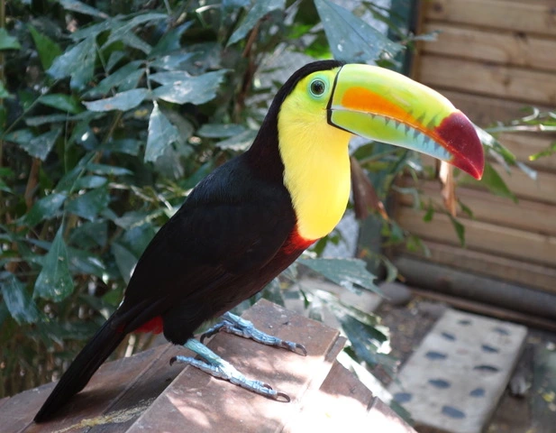 2019 Reise 8: “Mein Schiffe 6” Westliche Karibik ab La Romana