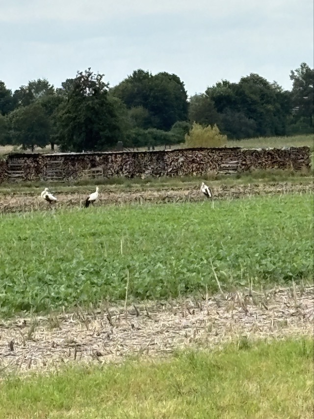 19.08. Tennental (RT67)